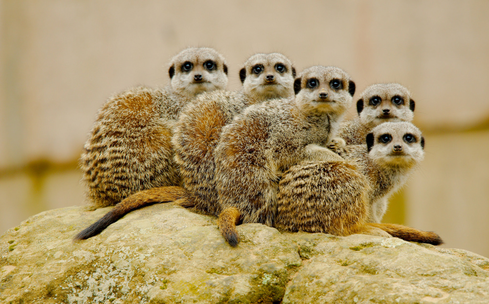 Picture of several meerkats