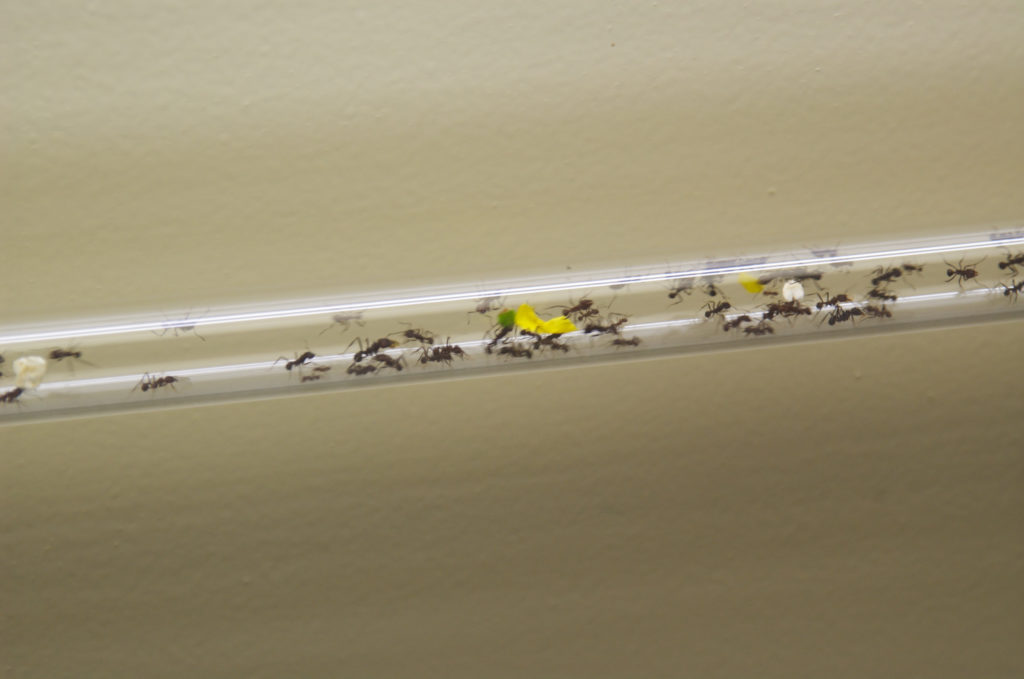 Ants inside a cristal pipeline